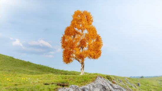 Picture of Birch, autumnal