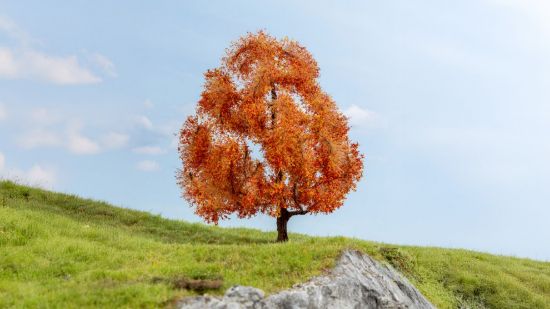 Picture of Maple, autumnal