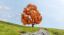 Picture of Maple, autumnal