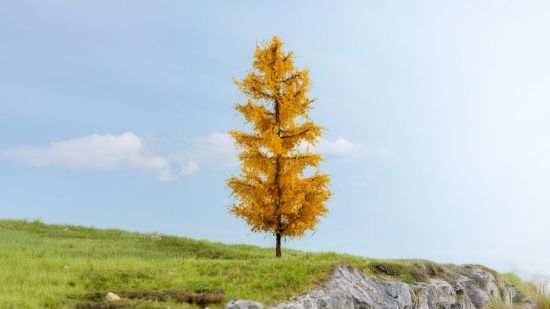 Picture of Larch, autumnal