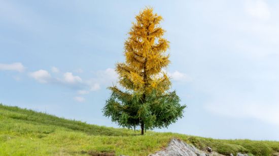 Picture of Larch, autumnal