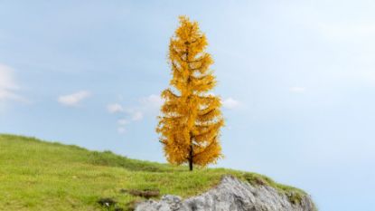 Picture of Larch, autumnal