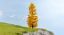 Picture of Larch, autumnal